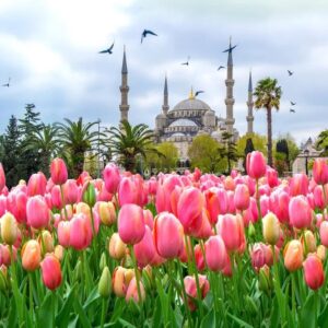 Фестивал на лалето в Истанбул 2026