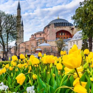 Tulip Turkey 1536x1026