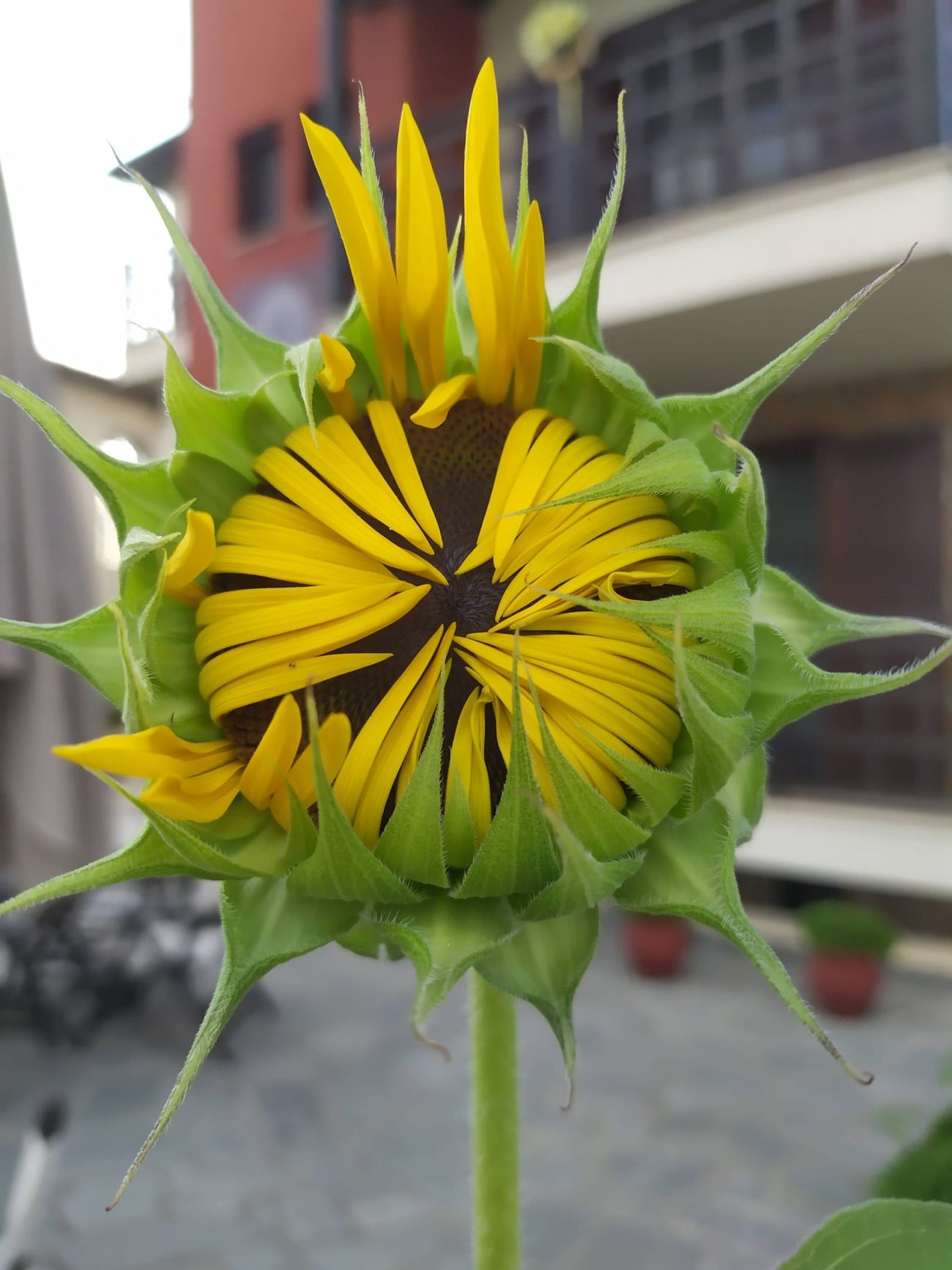 Helianthus Guesthouse 3*
