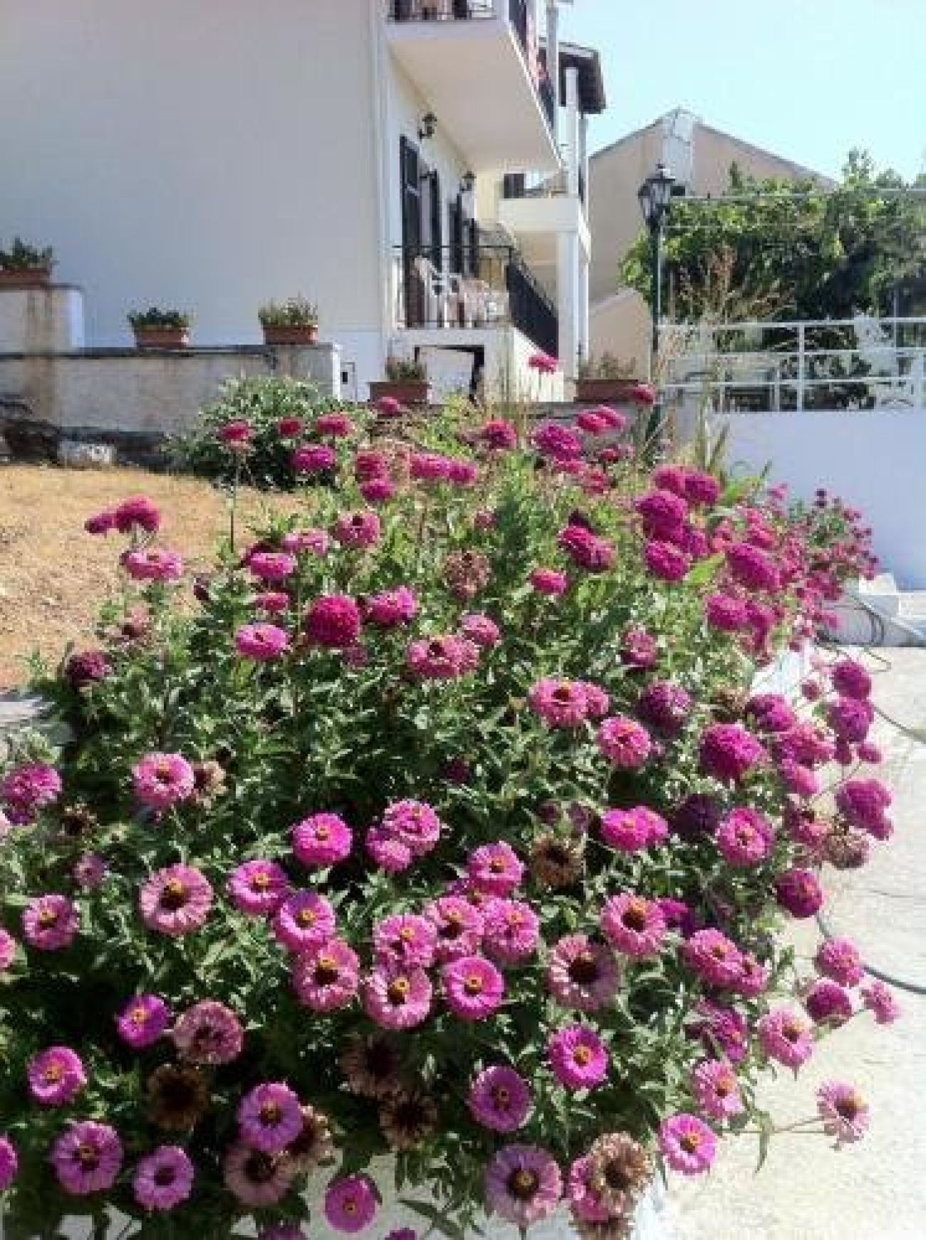 Dimitrios Apartments