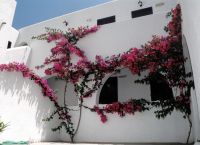 San Antonio Summer House Paros 3*
