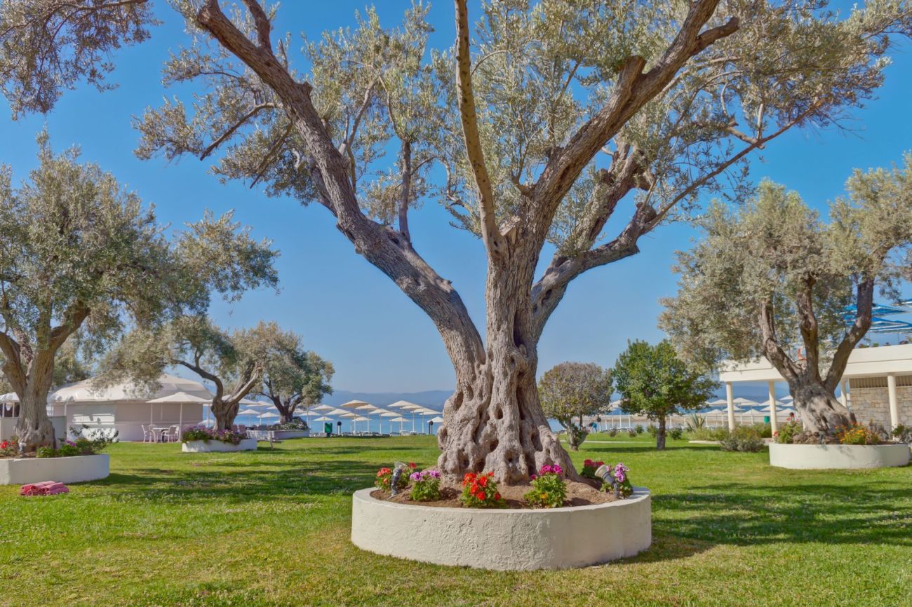 Palmariva Beach Hotel 4*